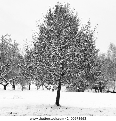 Nature, beautiful tree in snowy landscape, natural background for text, winter time, cold weather, black and white photo