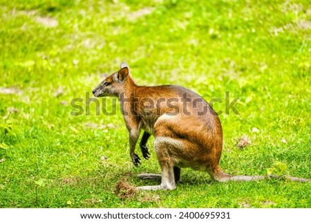 Portrait of a red-necked wallaby on a green meadow. Notamacropus rufogriseus. Bennett's wallaby. Kangaroo.	