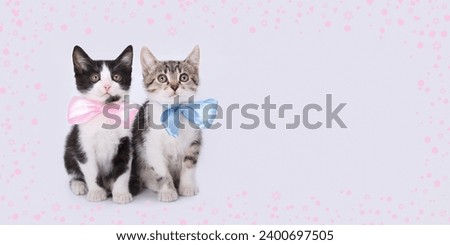 Two Kittens boy and girl. Two little kittens with blue and pink ribbon on a white background.
Tiny kitten with bow tie. Valentines Day. Love. Greeting card congratulations on a newborn boy girl 