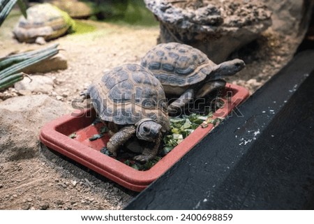 Land turtle in the aquarium