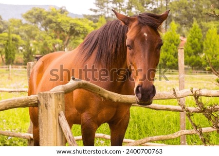 a picture of a horse that i find in a barn