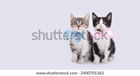 Two Kittens boy and girl. Two little kittens with blue and pink ribbon.
Tiny kitten with bow tie. Valentines Day. Love. Greeting card congratulations on a newborn boy girl. Happy birthday