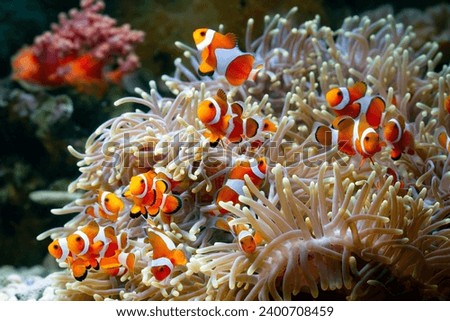 Cute anemone fish playing on the coral reef, beautiful color clownfish on coral feefs, anemones on tropical coral reefs Royalty-Free Stock Photo #2400708459