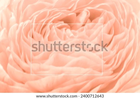 Mock up Blurred background of beautiful lines of petals of an open ranunculus flower in color of the year2024, peach fuzz, peach shadow,pantone 2024