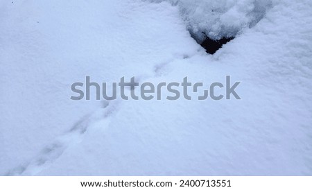 The pristine snowy landscape reveals tangled animal tracks etched into the fresh snow, suggesting hidden movements and stories written by nature's inhabitants in the winter wilderness.