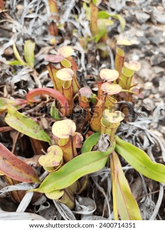 pitcher plants are several different maging plants that have modified leaves called serling traps—a prey-trapping mechanism characterized by deep holes filled with digestive fluids. the trap for what 