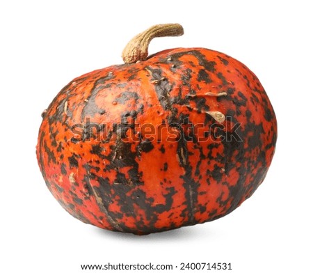 One fresh ripe pumpkin isolated on white