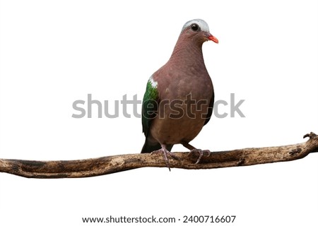 Common Emerald Dove on the branch isolated on white background. This has clipping path.