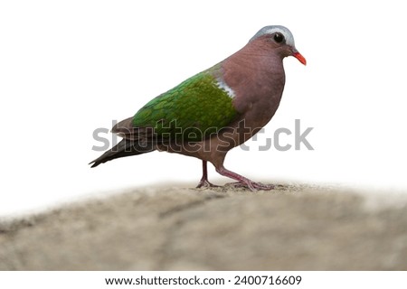 Common Emerald Dove on the rockisolated on white background. This has clipping path.