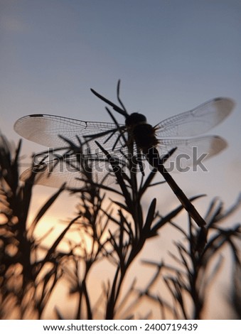 Silhouette photo of a dragonfly against the evening sky background