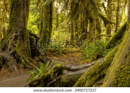 View of Hoh Rain Forest in Olympic National Park, Washington USA. Royalty-Free Stock Photo #2400727227