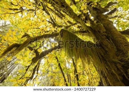 View of Hoh Rain Forest in Olympic National Park, Washington USA. Royalty-Free Stock Photo #2400727229