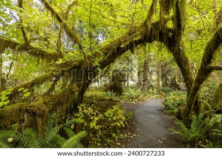 View of Hoh Rain Forest in Olympic National Park, Washington USA. Royalty-Free Stock Photo #2400727233