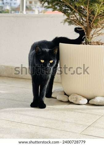 Black cat feline on the balcony. 