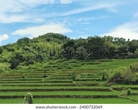 Beautiful tranquil nature green paddy field view