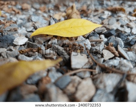 ground, floor, earth,rock, gravel, grit,scree, footpath, background, beautiful, picture,sand, coarse sand,dry leaves, autumn leaves 