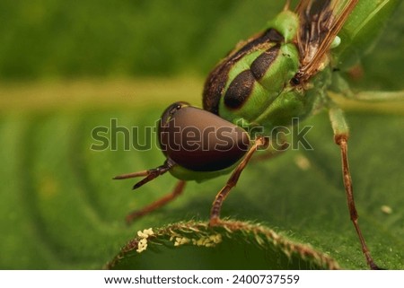 Green soldier fly perched on a leaf Hedriodiscus Pulcher