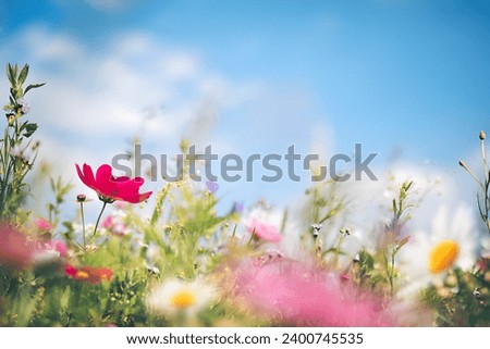 
Spring meadow full of colorful flowers