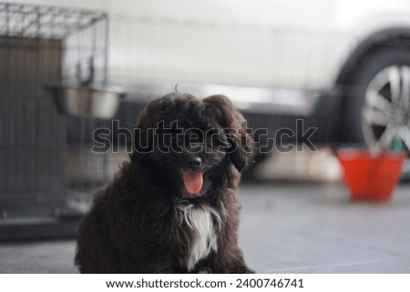A black malshipoo puppy with curly fur posing in front of the camera
