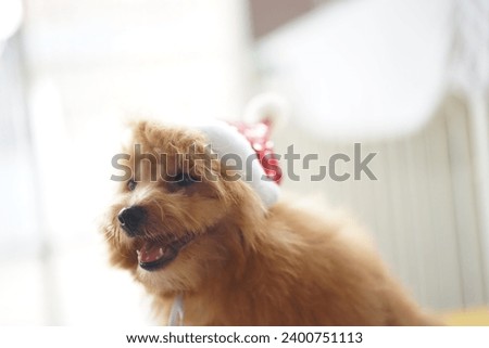 brown malshipoo puppy wearing a santa clause’s hat laughing celebrating christmas