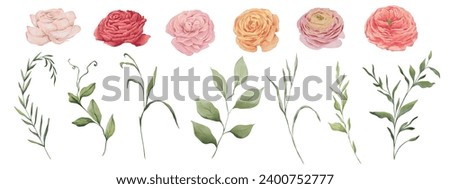 Set of watercolor floral clip art graphics. Ranunculus blooming flowers and watercolor greenery