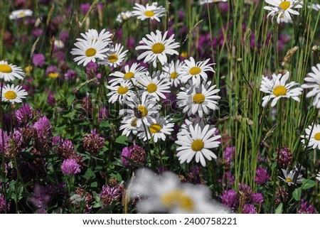                    beautiful daisies in the meadow in spring            