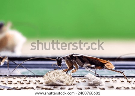 American cockroach eating crumbs on the dirty floor with lots of ants around, health problems, pest control