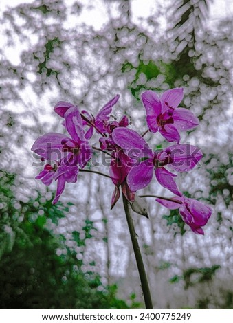 portrait picture of isolated orchid flower branch 