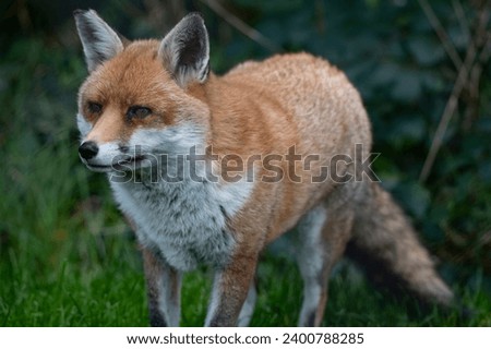 The Red Fox (Vulpes vulpes).