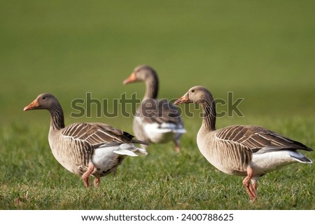 Greylag goose (Anser anser) in a wetland meadow                   Royalty-Free Stock Photo #2400788625