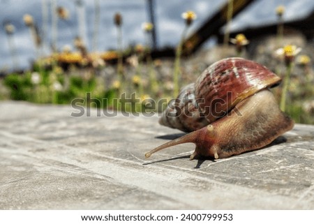 Snail crawling on a rock in the morning with a blurred background.