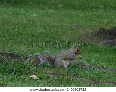 Squirrel eats food from green ground or grass.
