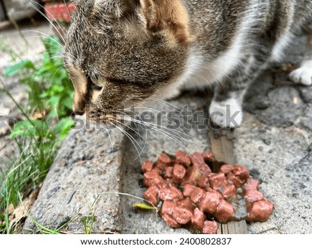 Macro photo aniimal cute cat. Stock photo cute kitty cat eat
