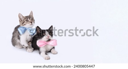 Two Kittens boy and girl. Two little kittens with blue and pink ribbon on a white background.
Tiny kitten with bow tie. Valentines Day. Love. Greeting card congratulations on a newborn boy girl 