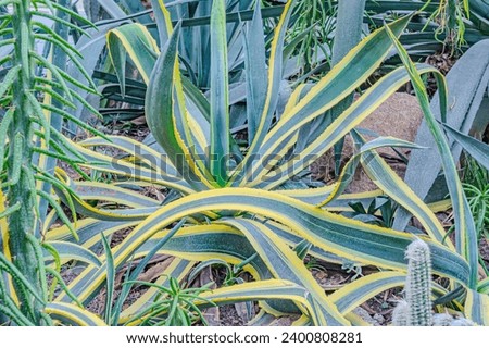 Striped American agave Agave americana - species of the agave genus, subfamily agave, asparagus family in cottage village in Olginka. Marginata. Royalty-Free Stock Photo #2400808281