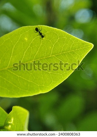 Macro Shot of an Ant on a Leaf
