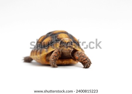 Cute small baby Red-foot Tortoise in front of white background, The red-footed tortoise isolated white background studio lighting , The red-footed tortoise (Chelonoidis carbonarius) is a species of to Royalty-Free Stock Photo #2400815223