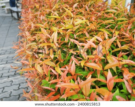 Nandina domestica nandina, Heavenly Bamboo or Sacred Bamboo. Young leaves are reddish-orange. But when it is old it will be bright green. It plant species that is popularly planted to decorate a fence