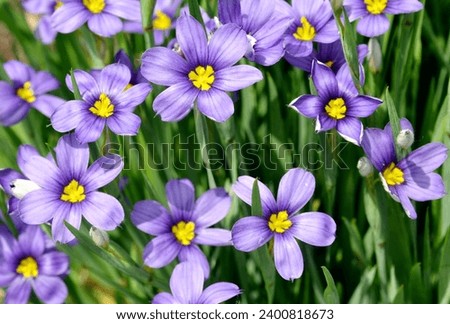 Blue-eyed grass (sisyrinchium angustifolium) flowers in springtime Royalty-Free Stock Photo #2400818673