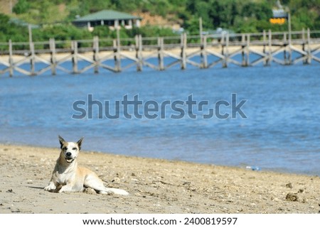 villagers' dogs on the island of East Nusa Tenggara