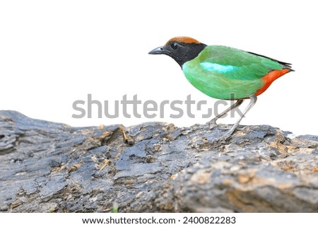 Fairy Pitta on rock ground isolated on white background. This has clipping path.                        