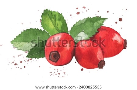 Watercolor rosehip berries painting. Red berries illustration.