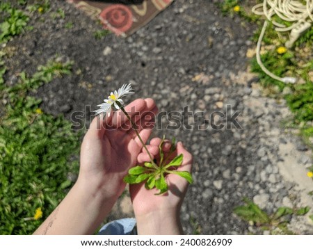 chamomile flower in the hands of a child