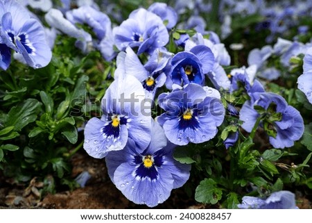 Purple pansy flowers in the flower bed 