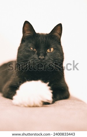 Black cat looking at camera with a white pompom.