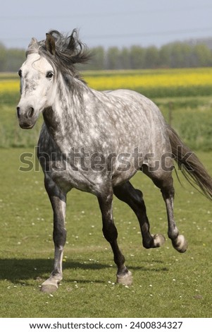 Pura raza espanola in the gallop Royalty-Free Stock Photo #2400834327