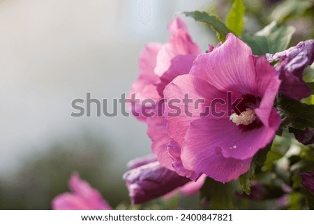 Pink Hibiscus flowers in the garden. Close-up. Small depth of field
