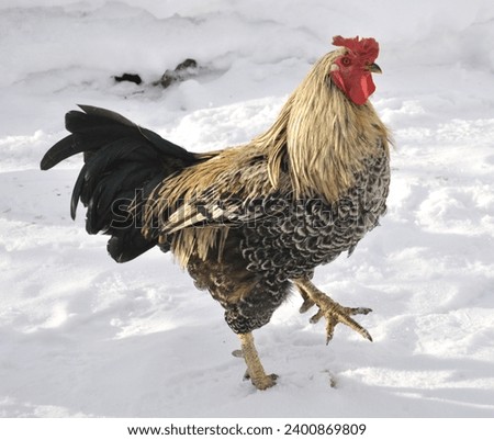 Adult domestic rooster in a rural yard Royalty-Free Stock Photo #2400869809