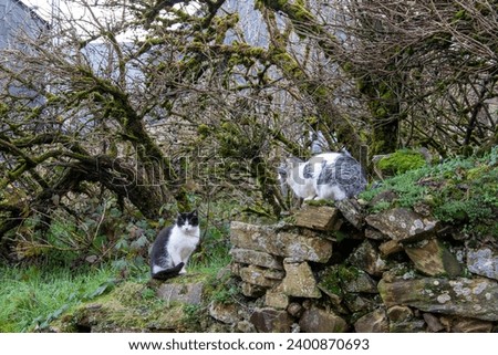 Domestic cats making their life in a rural environment