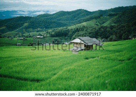 Beautiful Rice terrace field in north Thailand background